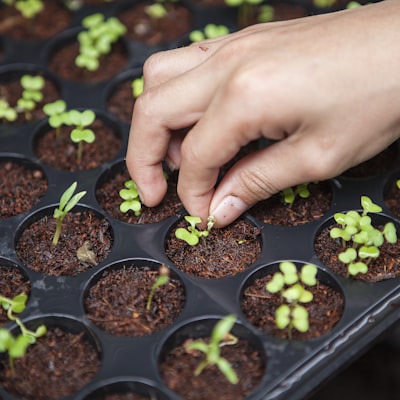 Smart Farm Greenhouse 관리 시스템